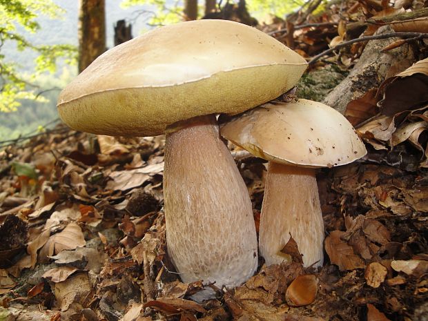 hríb dubový Boletus reticulatus Schaeff.