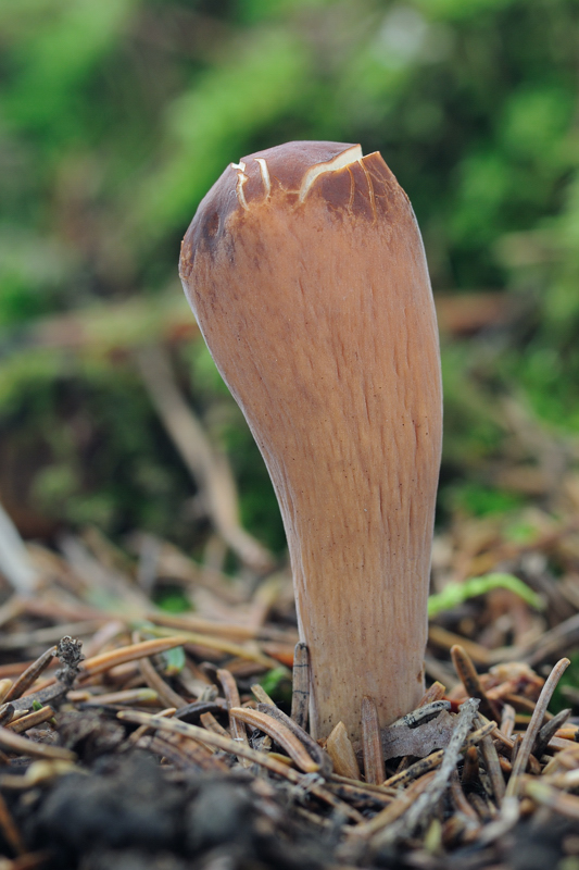 kyjak useknutý Clavariadelphus truncatus Donk