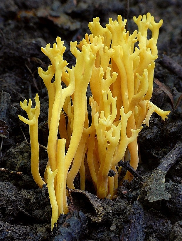 pakonárovka parôžkovitá Clavulinopsis corniculata (Schaeff.) Corner