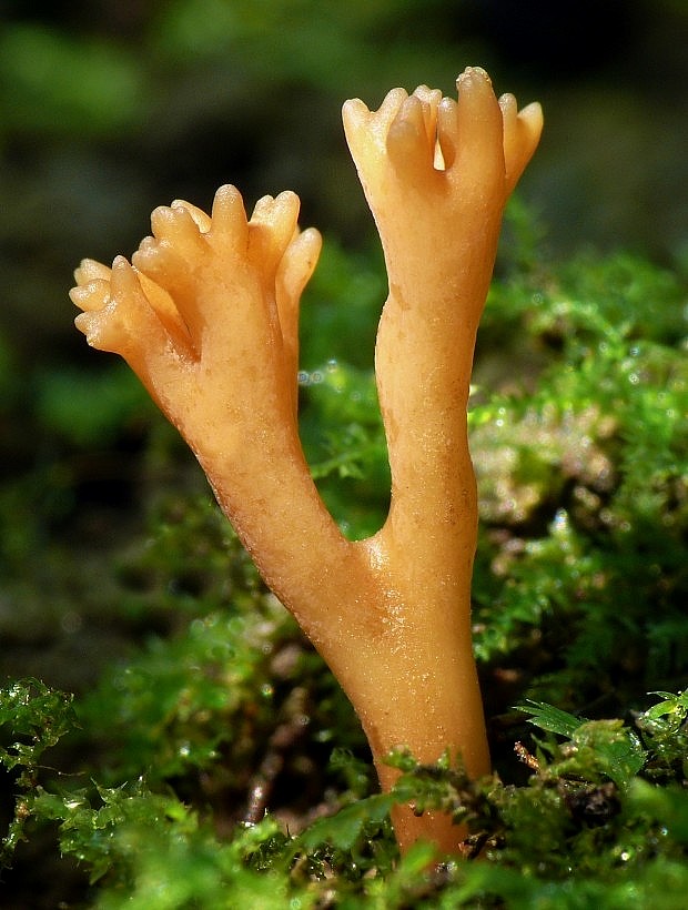 pakonárovka Clavulinopsis sp.