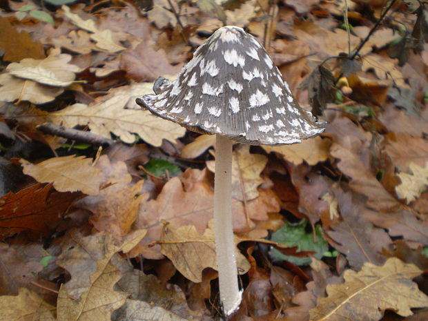 hnojník strakatý Coprinopsis picacea (Bull.) Redhead, Vilgalys & Moncalvo