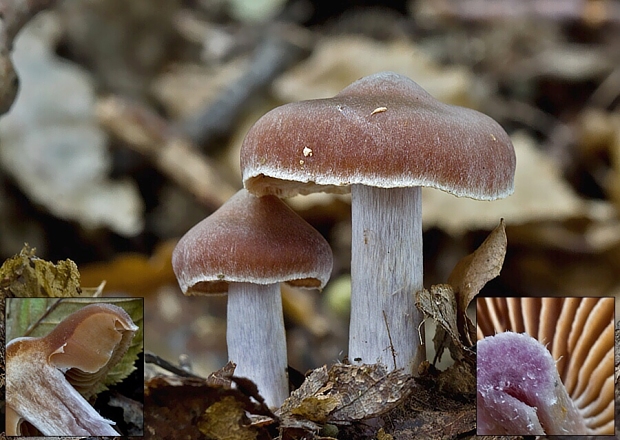 pavučinovec Cortinarius sp.