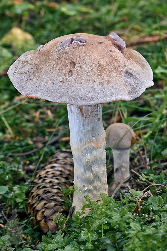 pavučinovec Cortinarius sp.