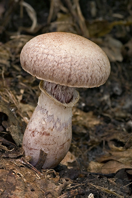 pavučinovec Cortinarius sp.