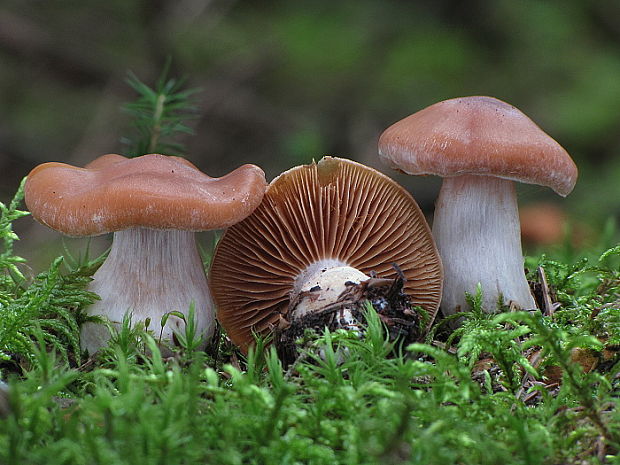 pavučinovec Cortinarius sp.