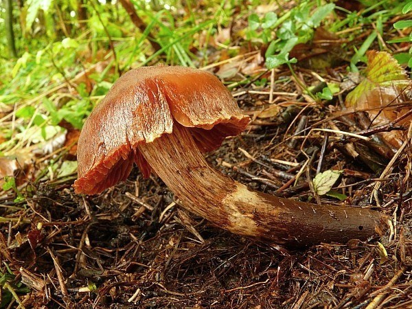 pavučinovec Cortinarius sp.