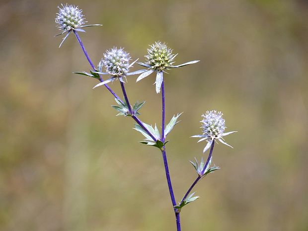 kotúč modrastý Eryngium planum L.