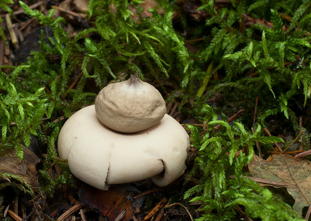 hviezdovka strapkatá  Geastrum fimbriatum Fr.