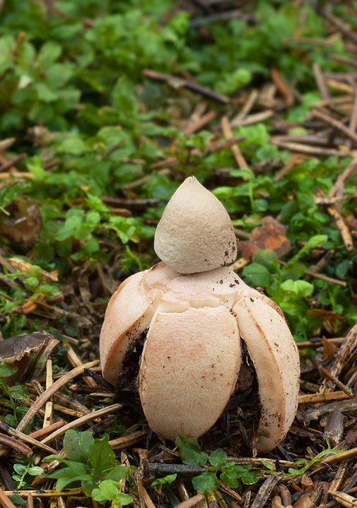 hviezdovka červenkastá  Geastrum rufescens Pers.