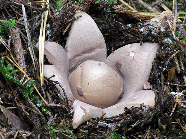 hviezdovka červenkastá Geastrum rufescens Pers.