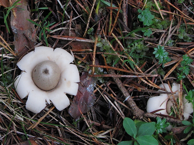 hviezdovka Geastrum sp.