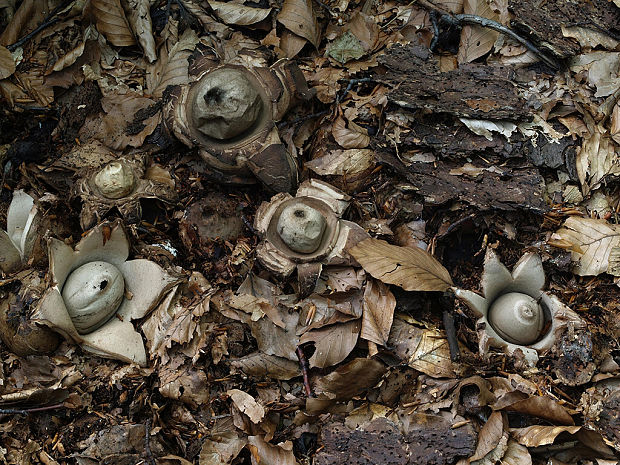 hviezdovka trojitá Geastrum triplex Jungh.