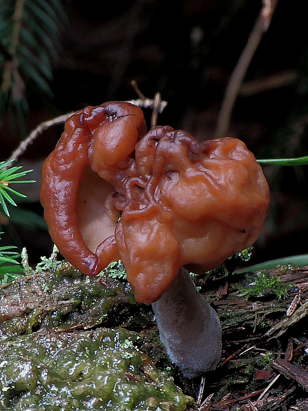 ušiak mitrovitý Gyromitra infula (Schaeff.) Quél.