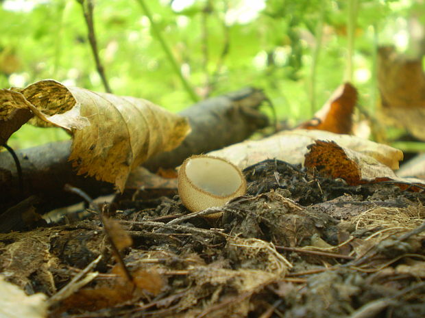 humária polguľovitá Humaria hemisphaerica (F.H. Wigg.) Fuckel