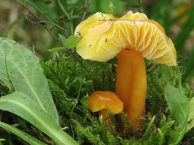 lúčnica citrónovožltá Hygrocybe chlorophana (Fr.) Wünsche