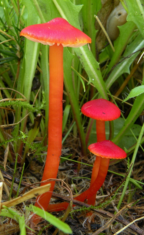 lúčnica šarlátová Hygrocybe coccinea (Schaeff.) P. Kumm.