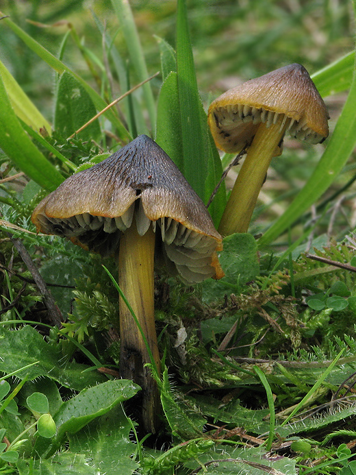 lúčnica kužeľovitá Hygrocybe conica (Schaeff.) P. Kumm.