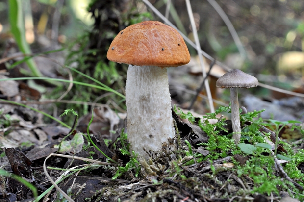 kozák osikový Leccinum albostipitatum den Bakker & Noordel.