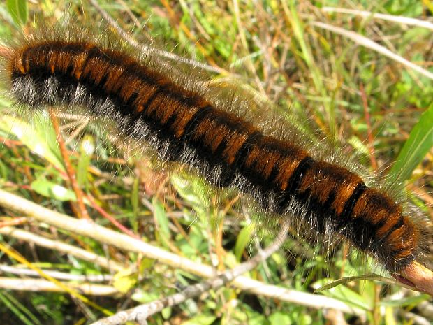 priadkovec černicový/bourovec ostružiníkový Macrothylacia rubi (Linnaeus, 1758)