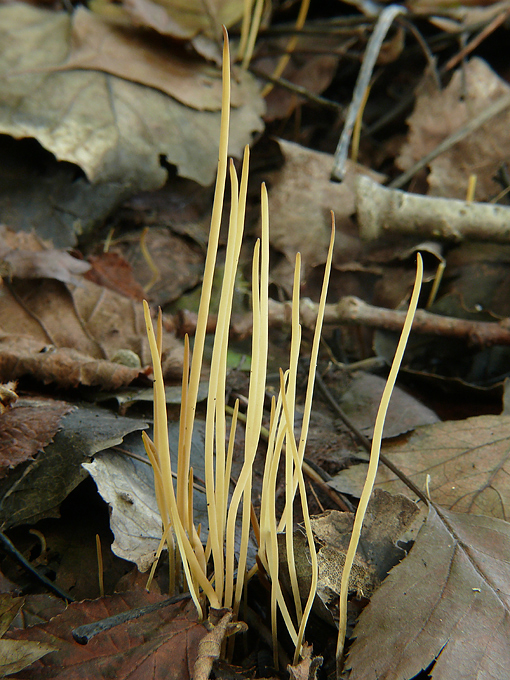 kyjovka tenká Macrotyphula juncea (Alb. & Schwein.) Berthier