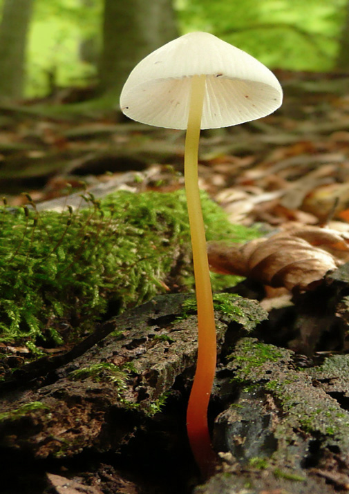 prilbička šafranová Mycena crocata (Schrad.) P. Kumm.