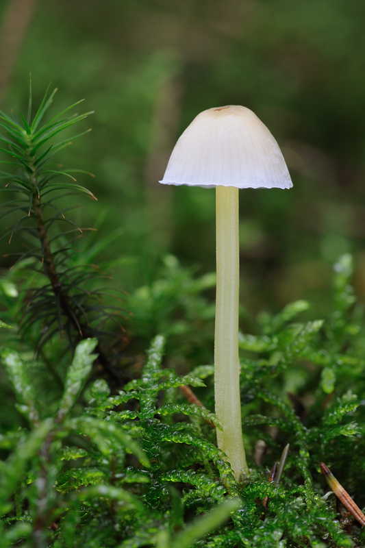 prilbička slizká Mycena epipterygia (Scop.) Gray