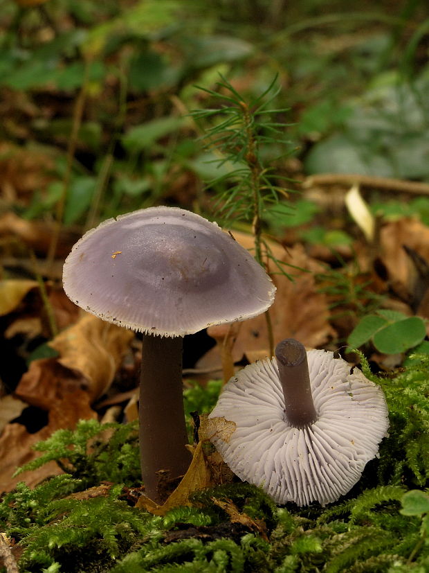 prilbička reďkovková Mycena pura (Pers.) P. Kumm.