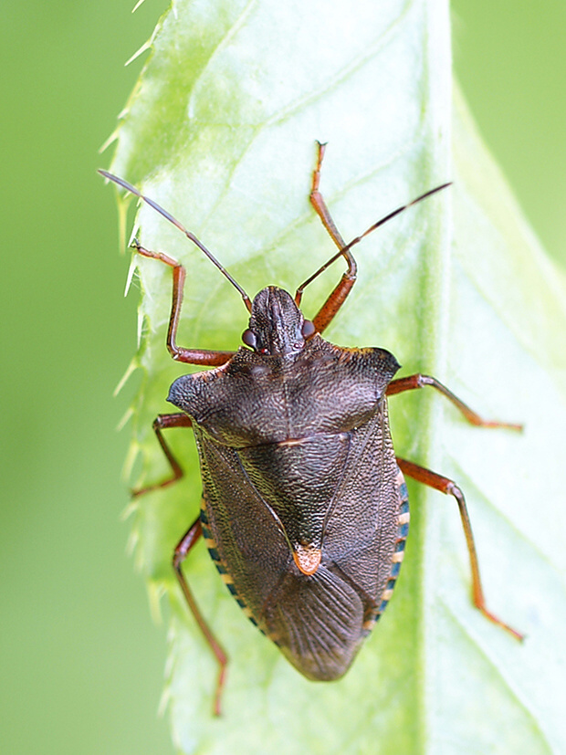 bzdocha červenonohá Pentatoma rufipes