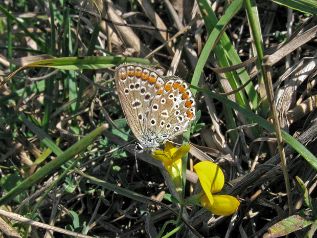 modráčik obyčajný  Polyommatus icarus