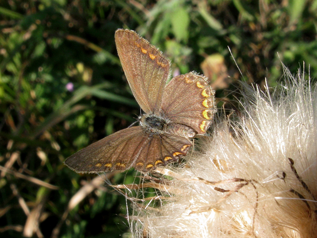 modráčik obyčajný  Polyommatus icarus