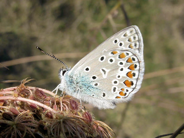 modráčik obyčajný Polyommatus icarus