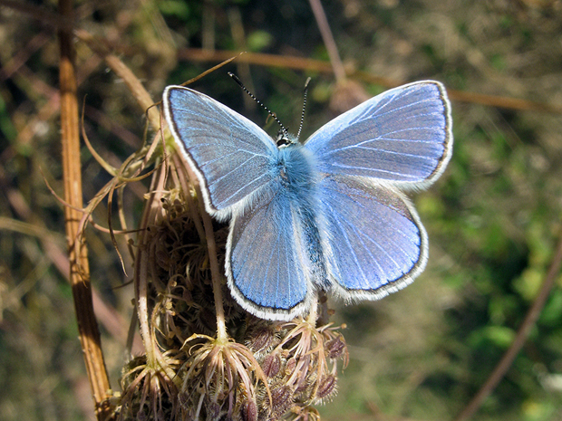 modráčik obyčajný  Polyommatus icarus