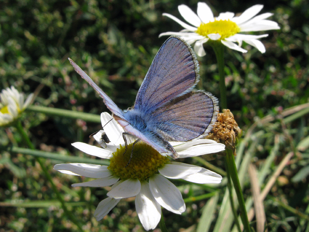 modráčik obyčajný  Polyommatus icarus