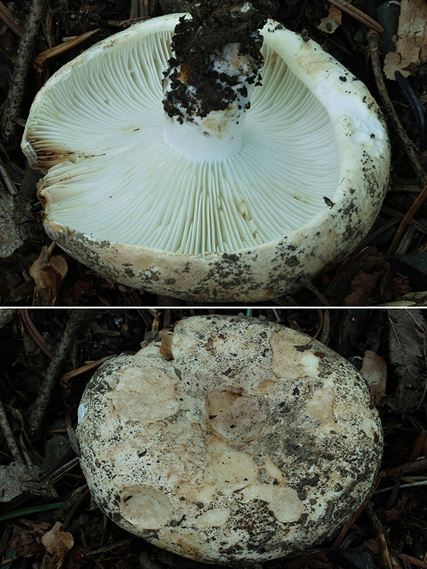 plávka lievikovitá Russula chloroides (Krombh.) Bres.