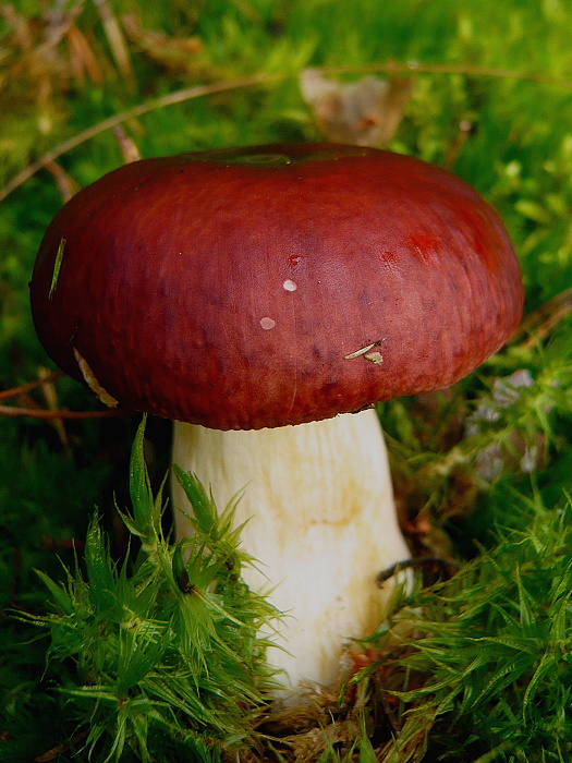 plávka Russula sp.