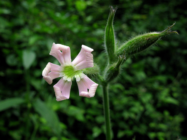 silenka nočná Silene noctiflora L.