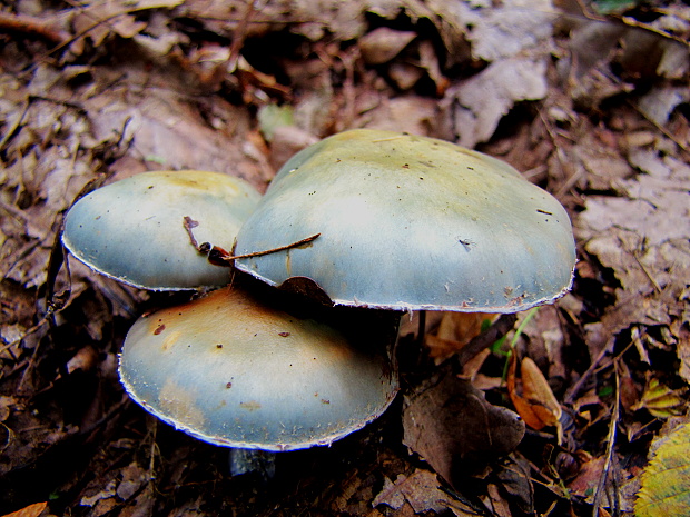 golierovka? Stropharia sp.