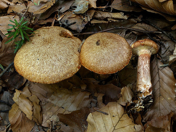 masliak tridentský Suillus tridentinus (Bres.) Singer