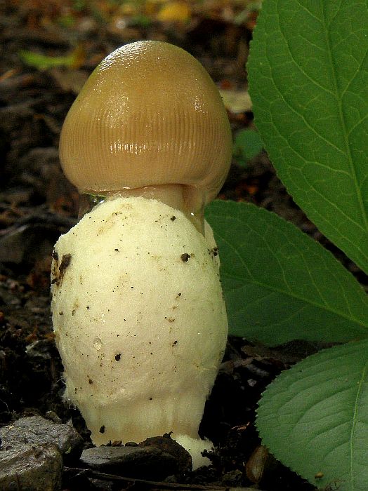 muchotrávka oranžová Amanita crocea (Quél.) Singer