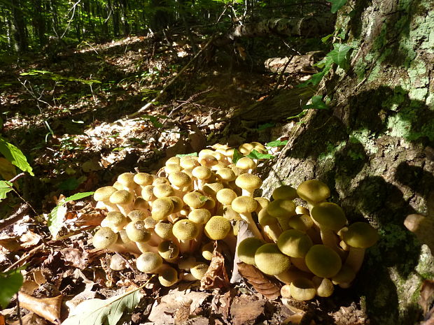 podpňovka obyčajná Armillaria mellea (Vahl) P. Kumm.