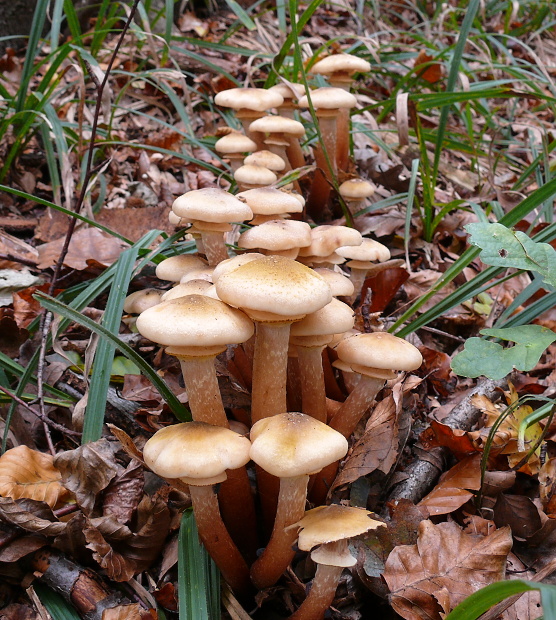 podpňovka obyčajná Armillaria mellea (Vahl) P. Kumm.