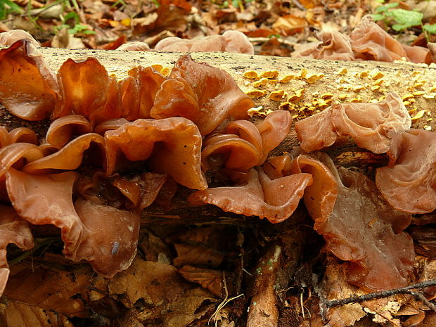 uchovec bazový Auricularia auricula-judae (Bull.) Quél.