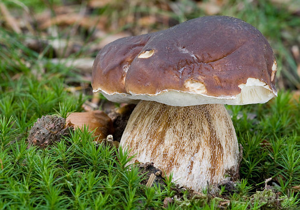 hríb smrekový Boletus edulis Bull.