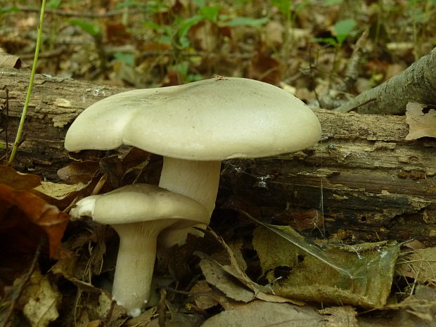 strmuľka inovaťová Clitocybe nebularis (Batsch) P. Kumm.