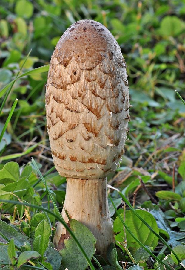 hnojník obyčajný Coprinus comatus (O.F. Müll.) Pers.