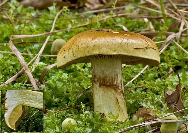 pavučinovec úhľadný Cortinarius elegantior  (Fr.) Fr.