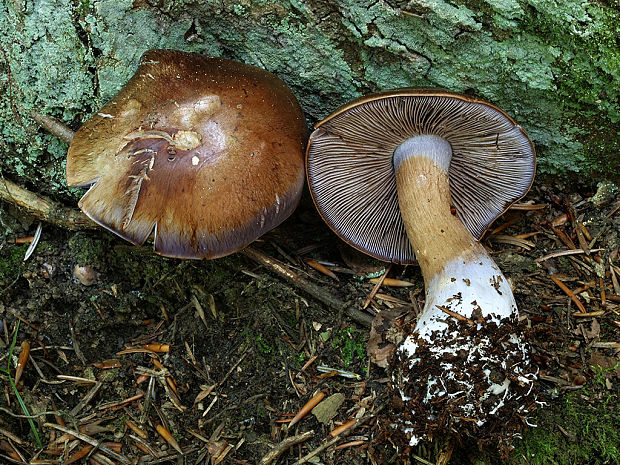 pavučinovec purpurovoškvrnitý Cortinarius purpurascens Fr.