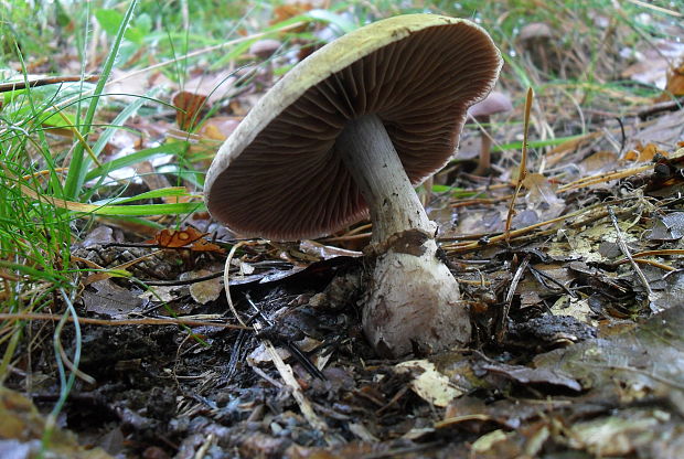 pavučinovec Cortinarius sp.