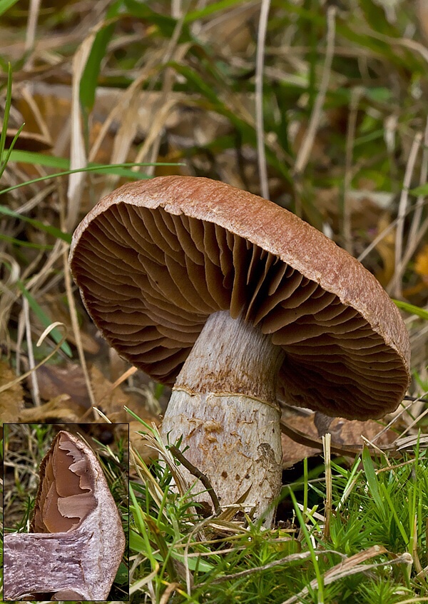 pavučinovec Cortinarius sp.