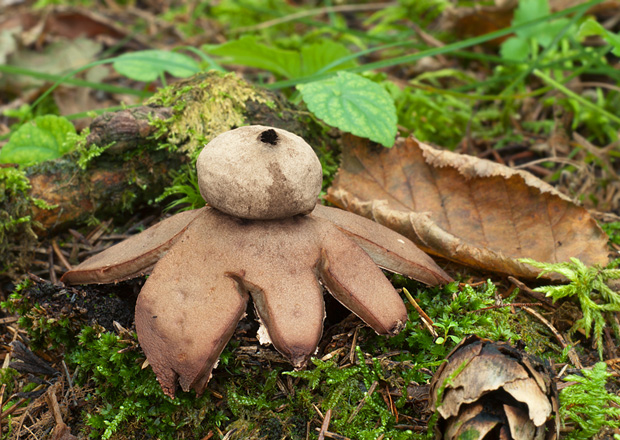 hviezdovka červenkastá Geastrum rufescens Pers.